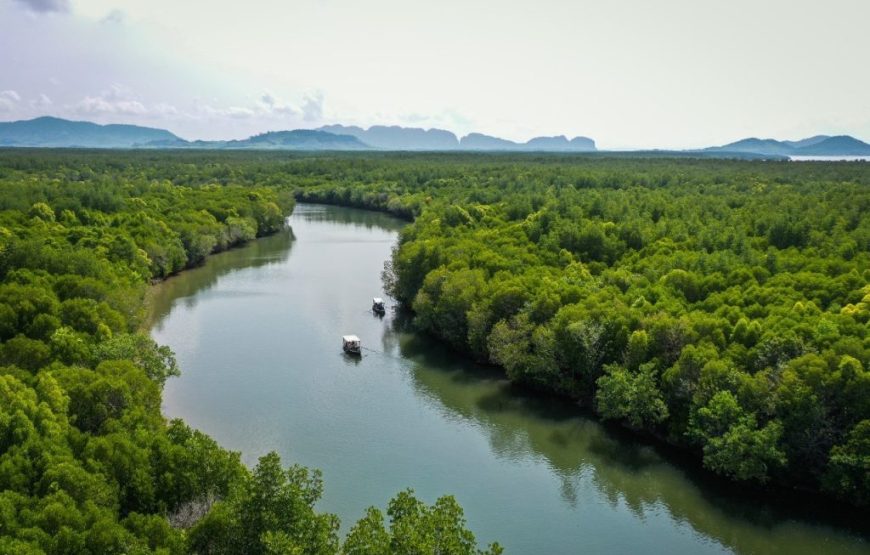 MANGROVE TOUR by longtail boat or Kayaking (HALF DAY TOUR)