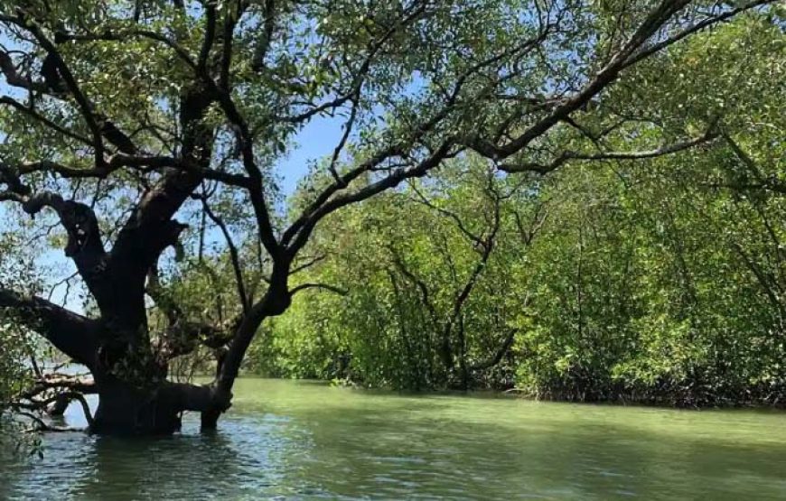 MANGROVE TOUR by longtail boat or Kayaking (HALF DAY TOUR)