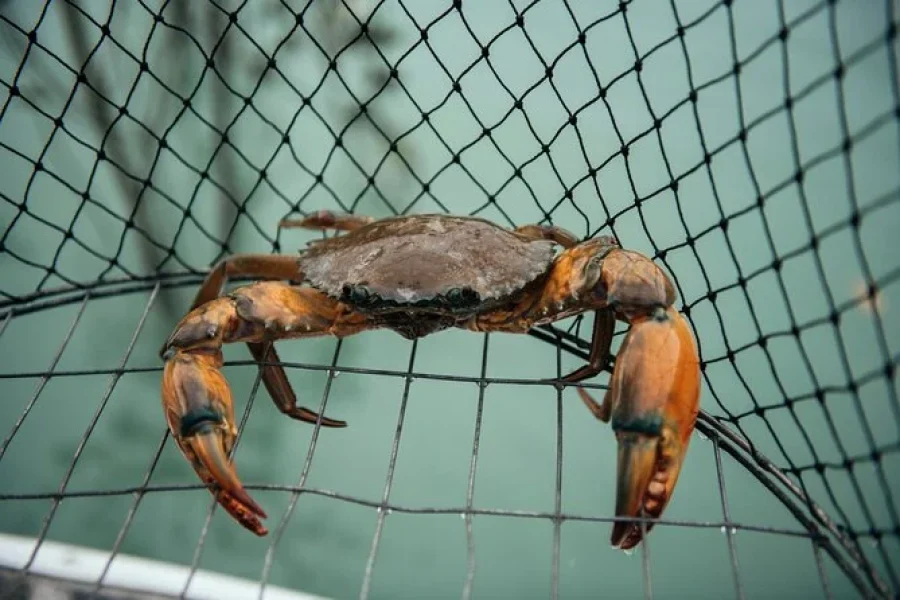 PROGRAM 7: MANGROVE TOUR + CRABBING (HALF DAY)