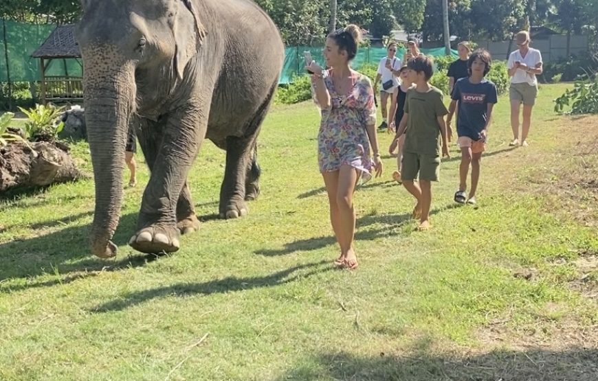 ENJOY WITH ELEPHANTS NO RIDING (PROGRAM D)