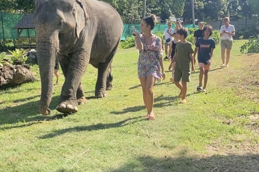 ENJOY WITH ELEPHANTS NO RIDING (PROGRAM D)